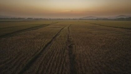 Aerial View Of Golden Rice Fields At Sunrise