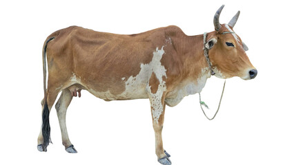 Desi Cow Isolated on a White Background with Copy Text Space. Traditional Domestic Cattle Element for Farm Posters, Cultural Themes, and Nature-Inspired Designs. PNG File