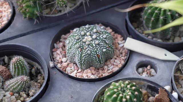 4K close up video of Astrophytum asterias cactus in a small pot. Beautiful desert plant with unique star-shaped pattern, popular in gardening, houseplants, and succulent collections. Perfect for theme