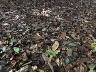 Background of ground soil, stones and dry leaves