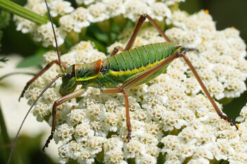 Closeup on a large green Saddle-Back grasshopper, Ephippiger ephippiger on a white yarrow