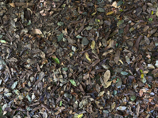 Background of ground soil, stones and dry leaves