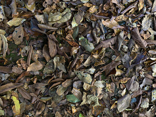 Background of ground soil, stones and dry leaves