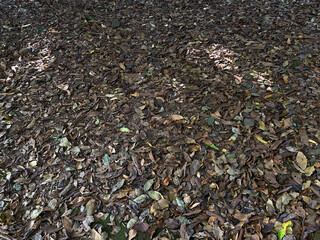 Background of ground soil, stones and dry leaves