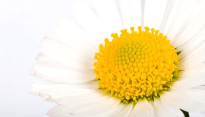 Close-up view of a white flower's delicate center, showcasing its vibrant yellow core and detailed structure.
