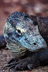 Portrait of a female Komodo Dragon on Rinca