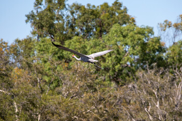 Australian cranes (Antigone rubicunda) also known as Brolgas. Western Australia.