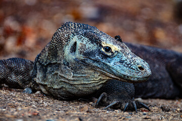 Obraz premium Portrait of a female Komodo Dragon on Rinca