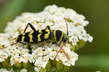 Closeup on a colorful black and yellow striped European  longhorn beetle, Plagionotus floralis
