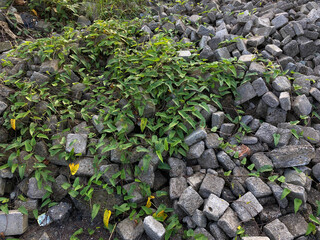 Pile of cube concrete blocks covered by vines plant
