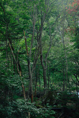 Fototapeta premium forest in the fog