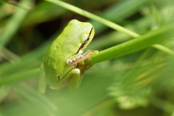 Closeup on a small green Eastern or Oriental Tree Frog , Hyla orientalis in North Bulgaria