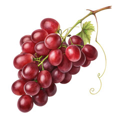 Fototapeta premium Bunch of red grapes, a fresh and sweet fruit, isolated on transparent background