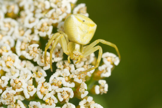 Closeup on the white Heather Crab SpiderThomisus onustus camouflaged on a Yarrow flower