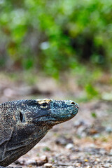 Portrait of a male Komodo Dragon on Rinca