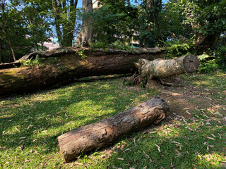 Tree trunk on top of the green grass