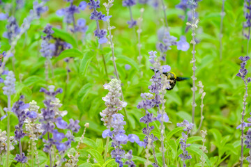 a vivid carpenter bee feeding nectar from small purple delphinium flower in wild garden field