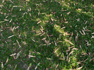 Green grass with scattered dry leaves, top view