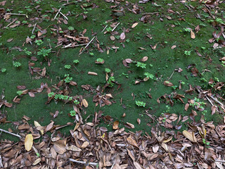 Mossy ground with scattered brown dry leaves