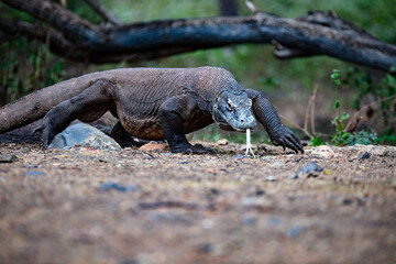 Obraz premium Male Komodo Dragon walking and flicking tongue
