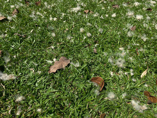 Green grass with scattered dry leaves, top view