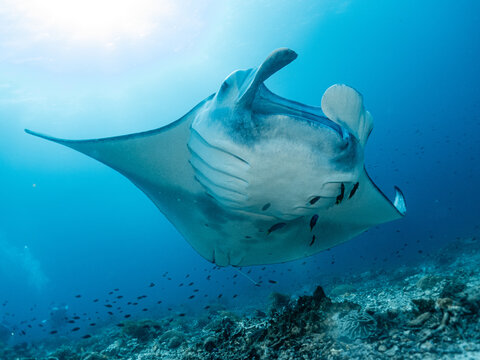 Reef manta ray at a cleaning station in Komodo