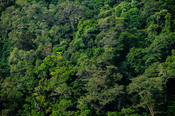natural freshness wall of green trees that grows on the hill's slope in morning sun shine back light with some shade and shadow