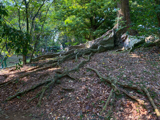 Forest floor with tree root, scattered dry leaves and moss. Koompassia excelsa tree big root