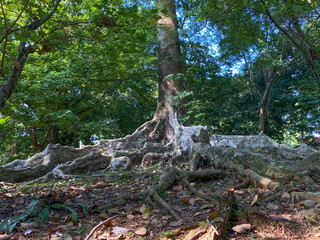 Forest floor with tree root, scattered dry leaves and moss. Koompassia excelsa tree big root