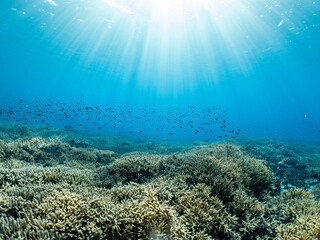 Reef seascapes with sunlight and staghorn coral in Komodo