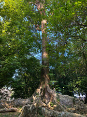 Koompassia excelsa tree, view from below. Very tall tropical tree, green shady leaves, clear blue sky background