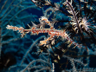 Ornate Ghost Pipefish resting in coral