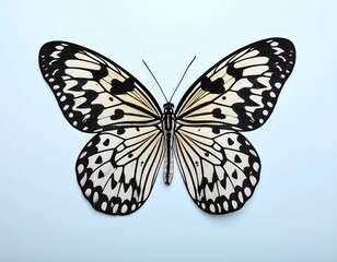 A large, cream and black butterfly with heart-shaped markings, displayed against a light blue background