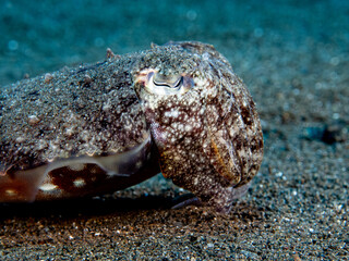 Broadclub Cuttlefish resting on sand
