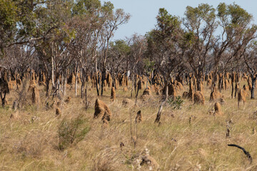 A low Angle go a Termite mound in Australian Outback.	