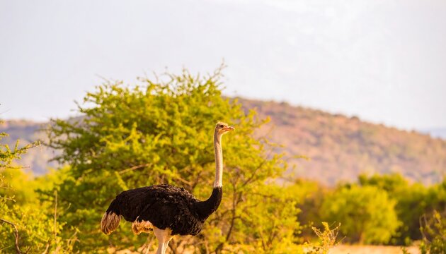 A large flightless bird stands in a savanna landscape, hills in the background