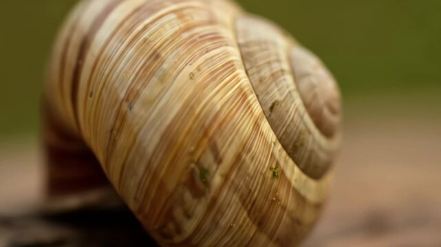 Close-up of a snail shell showcasing its intricate, striped texture.