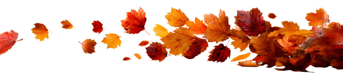 Fototapeta premium autumn leaves flying or floating isolated on transparent background. autumn leaves blown by the wind