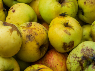 Close-up of yellow apples with a fly.
