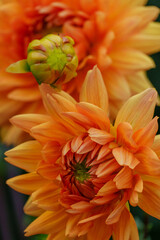 Spätsommer im Münsterland