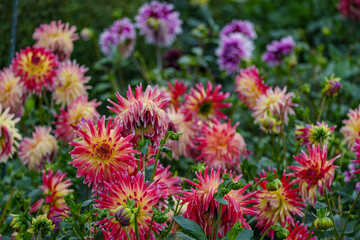 Spätsommer im Münsterland