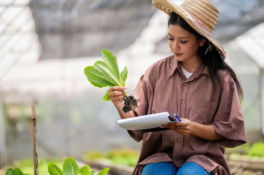 Asian agricultural student inspecting lettuce root in greenhouse analyzing organic vegetable with data recording, Hands-on vegetable inspection for sustainable farming