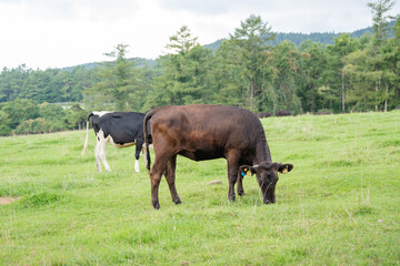 牧場　牛　放牧