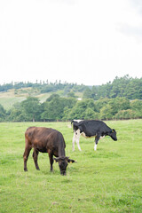 放牧されている牛