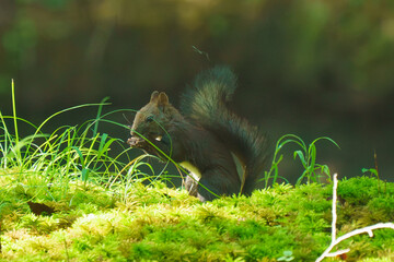北海道の野生動物