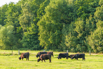 Sommerlandschaft im westlichen M&uuml;nsterland