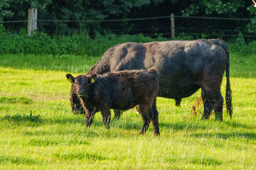 Sommerlandschaft im westlichen Münsterland