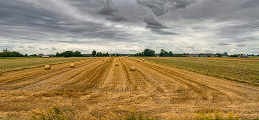Golden summer agricultural field and haystacks. Harvesting cereal plants