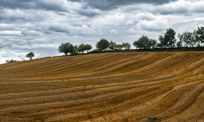 Golden summer agricultural field and haystacks. Harvesting cereal plants