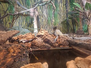 Beautiful photo of  zoo safari in Apulia, Italy, Summer 2025.